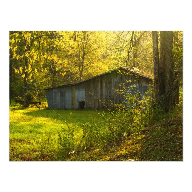 Impression Photo Lumière du matin du printemps du Tennessee rural (Devant)