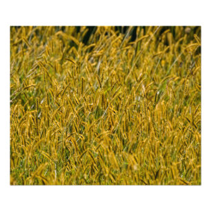 Impression Photo Lumière Du Soleil À Travers L'Herbe Haute