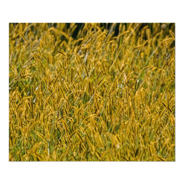 Impression Photo Lumière Du Soleil À Travers L'Herbe Haute (Devant)