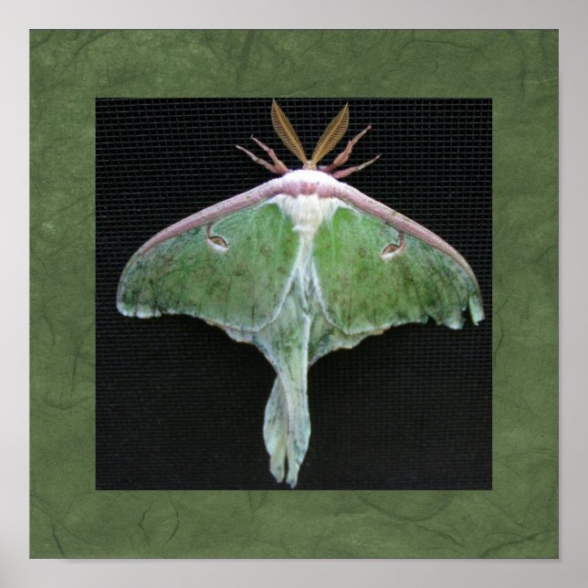 Impression photo Luna Moth (Devant)