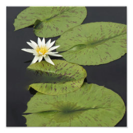 Impression Photo Lys d'eau de 12 po x 12 po