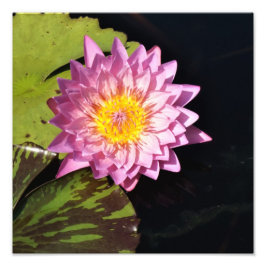 Impression Photo Lys d'eau de 12 po x 12 po