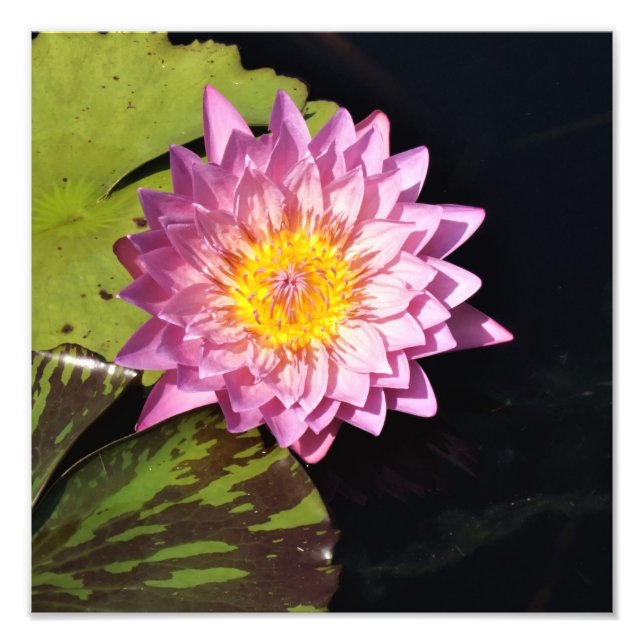 Impression Photo Lys d'eau de 12 po x 12 po (Devant)