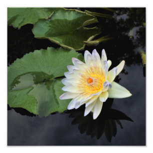Impression Photo Lys d'eau de 12 po x 12 po