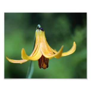 Impression Photo Lys Du Canada Sauvage Avec Insecte De Luciole 8x10