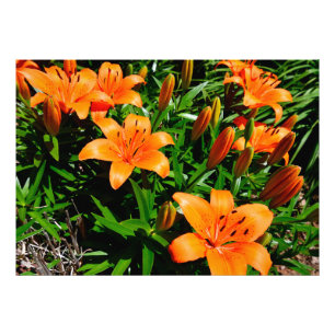 Impression Photo Lys Vibrant Orange Asian