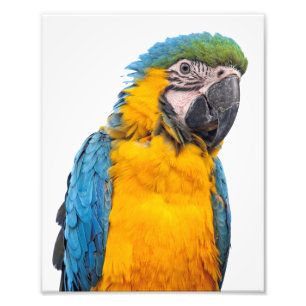 Impression Photo Macaw bleu et or