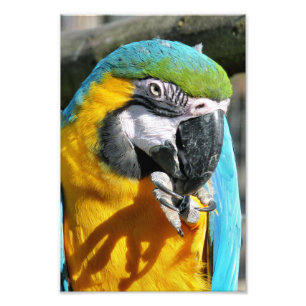 IMPRESSION PHOTO MACAWS
