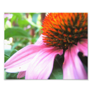 Impression Photo Macro Confleur pourpre Échinacée Gros plan Floral