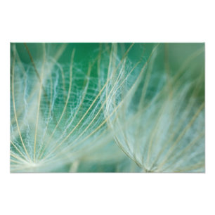 Impression Photo macro Dandelion