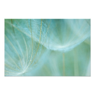 Impression Photo macro Dandelion