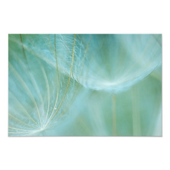 Impression Photo macro Dandelion (Devant)