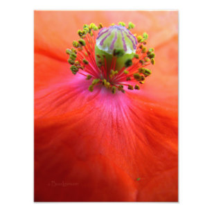 Impression Photo Macro de fleur de pavot rouge