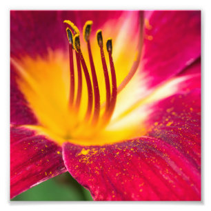 Impression Photo Macro Fermer Lily rouge