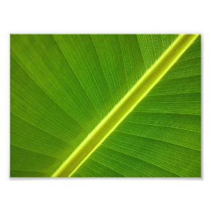 Impression Photo Macro feuille banane