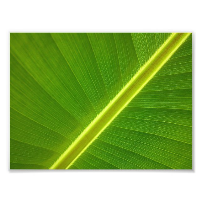 Impression Photo Macro feuille banane (Devant)