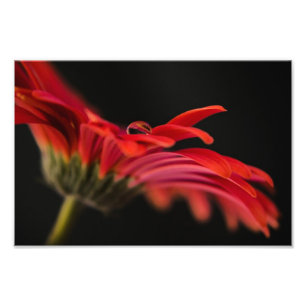 Impression Photo Macro fleur rouge de Gerbera