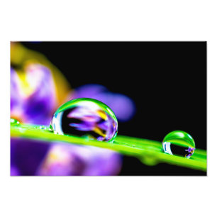 Impression Photo Macro goutte de l'eau sur la fleur de pourpre