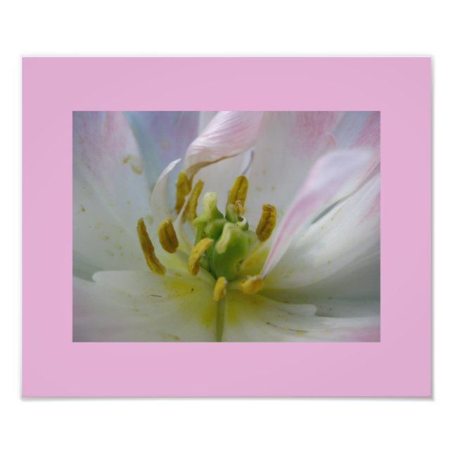 Impression Photo Macro Tulip rose (Devant)