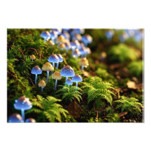 Magical Bioluminescent Fungi - Deep Forest