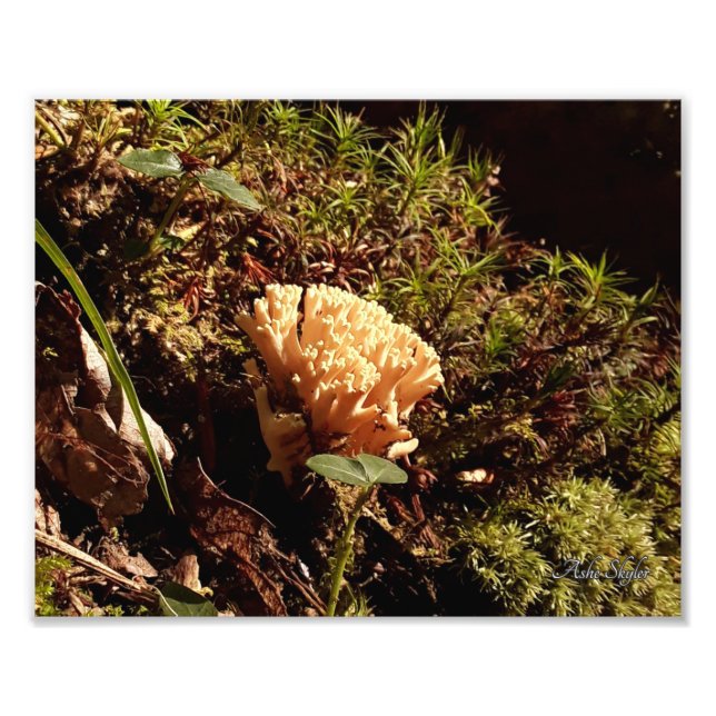 Impression Photo Magnifique Champignon de corail (Devant)