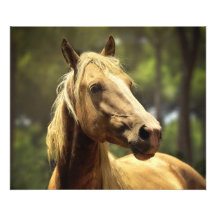 Magnifique cheval de palomino sauvage