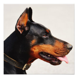 Impression Photo Magnifique Doberman Pinscher