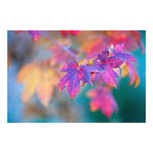 Impression Photo Magnifique feuille japonais