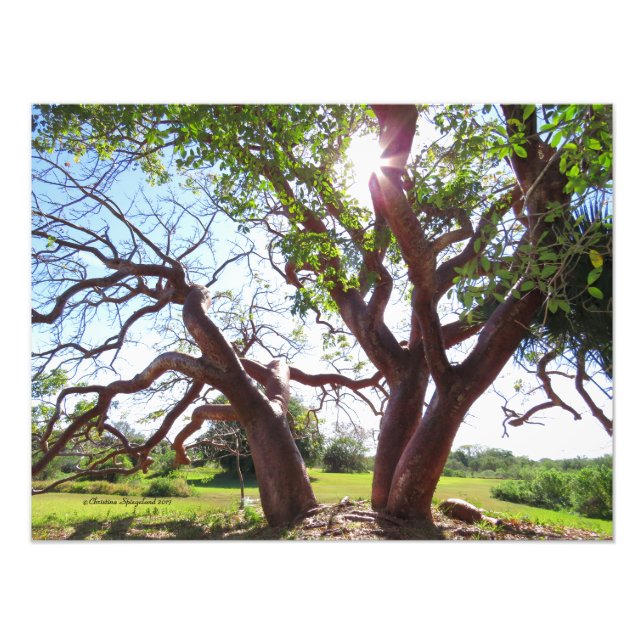 Impression Photo Magnifique Gumbo Limbo Arbres Sun Print (Devant)