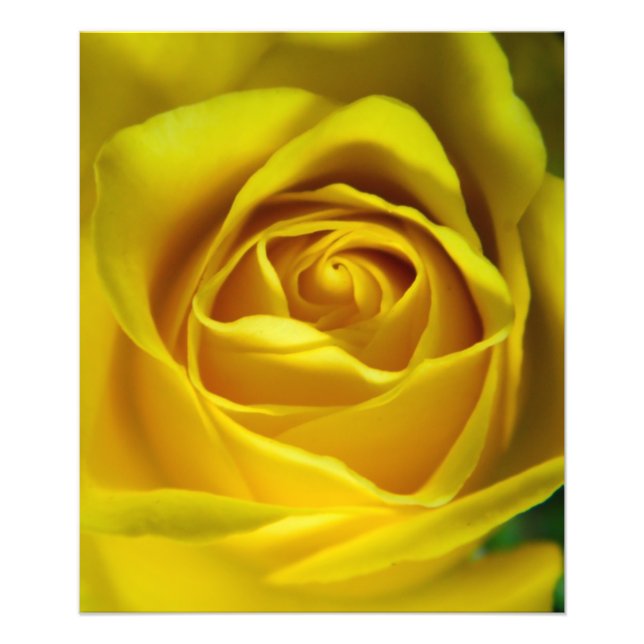 Impression Photo Magnifique image macro rose jaune (Devant)