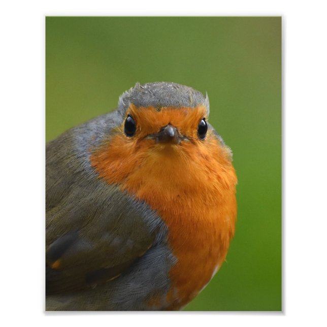 Impression Photo Magnifique Robin De Bon Regard (Devant)