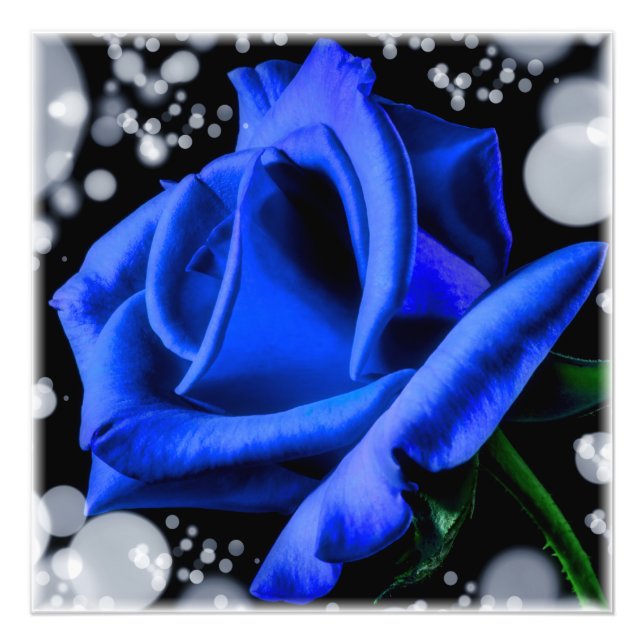 Impression Photo Magnifique rose bleu (Devant)