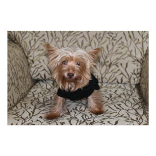 Impression Photo Magnifique Yorkshire Terrier