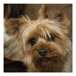 Impression Photo Magnifique Yorkshire Terrier