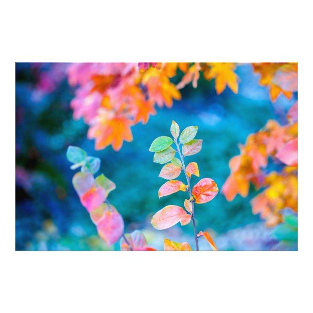 Impression Photo Magnifiques Feuilles de Cotonou (Devant)