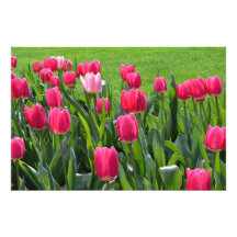 magnifiques fleurs de tulipe rose printanière