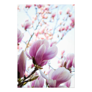 Impression Photo Magnolia