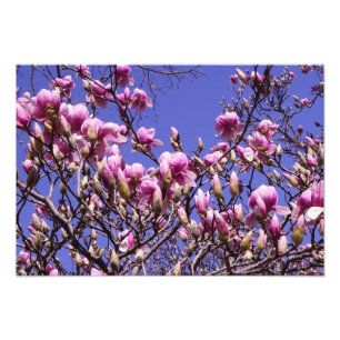 Impression Photo Magnolia rose 19 x 13 pouces