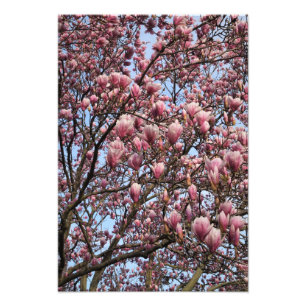 Impression Photo Magnolia rose de 13 x 19 pouces