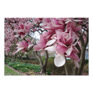 Impression Photo Magnolia rose de 19 x 13 pouces