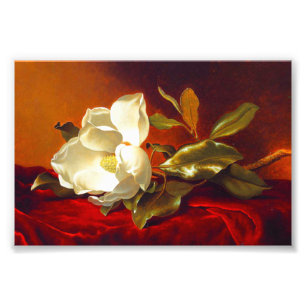 Impression Photo Magnolia sur Red Velvet Martin Johnson Heade