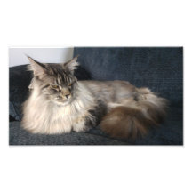 Maine Coon