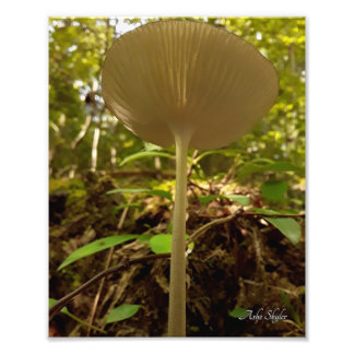 Impression Photo Majesté de la crème