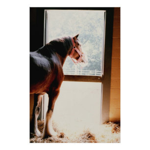 Impression Photo Majestic Clydesdale
