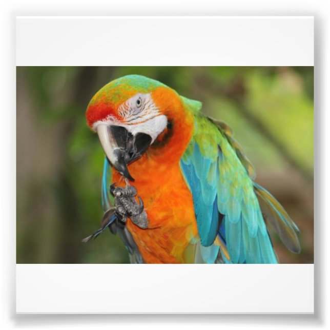 Impression Photo Majestic Macaw (Devant)