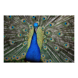 Impression Photo Majestic Peacock