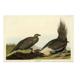Impression Photo (Male Fowl) des Plaines Audubon Birds of America
