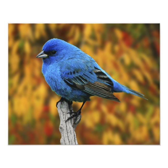Impression Photo Male Indigo Bunting, Passerina cyanea (Devant)