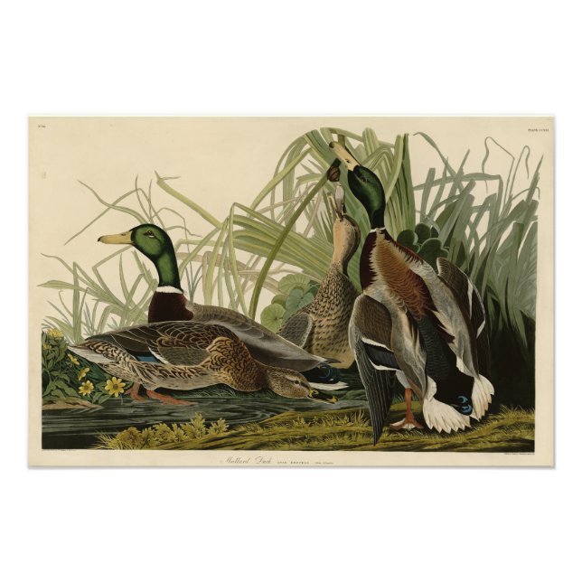 Impression Photo Mallard Duck from Audubon's Birds of America (Devant)