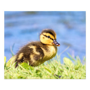 Impression Photo Mallard Duckling